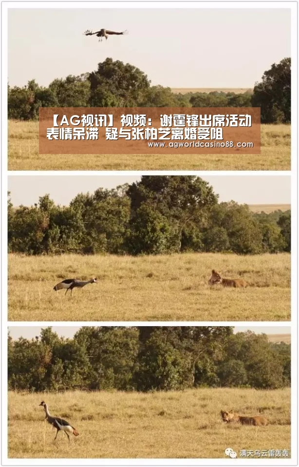 【AG视讯】视频:谢霆锋出席活动表情呆滞 疑与张柏芝离婚受阻(图2) AG真人