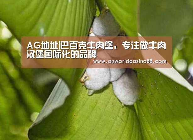 AG视讯